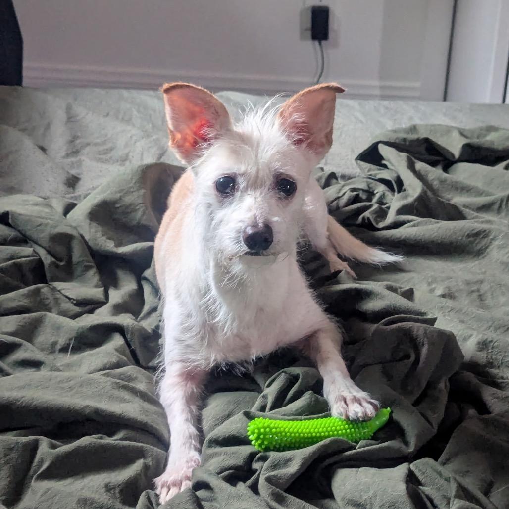 Enlarge Rickie, a Adoptable mixed breed in Oceanside, CA image 2/6