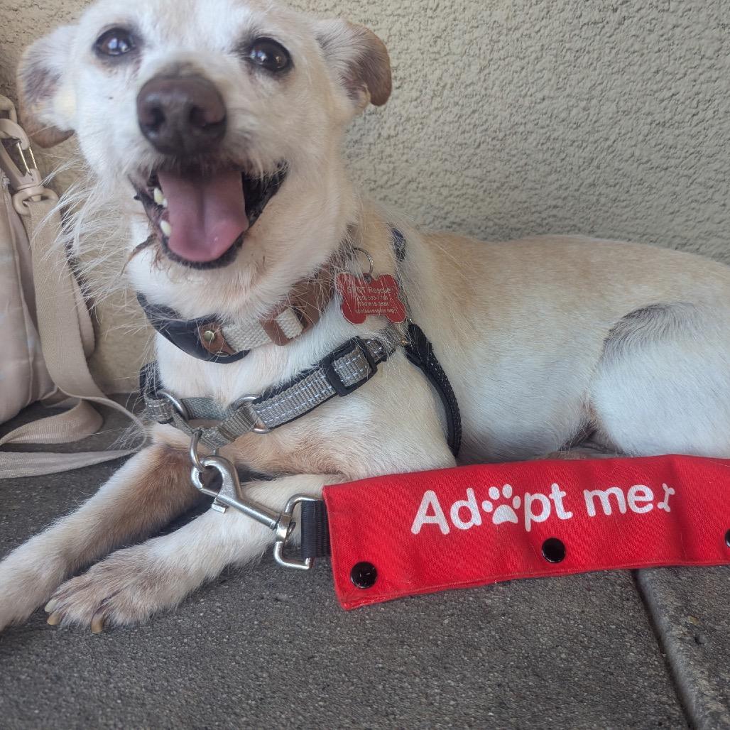 Enlarge Rickie, a Adoptable mixed breed in Oceanside, CA image 5/6
