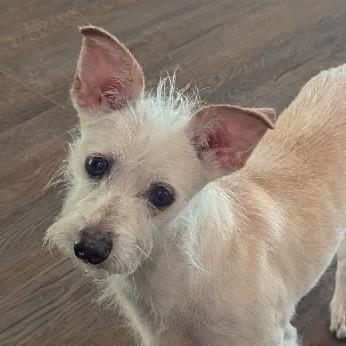 Enlarge Rickie, a Adoptable mixed breed in Oceanside, CA image 6/6