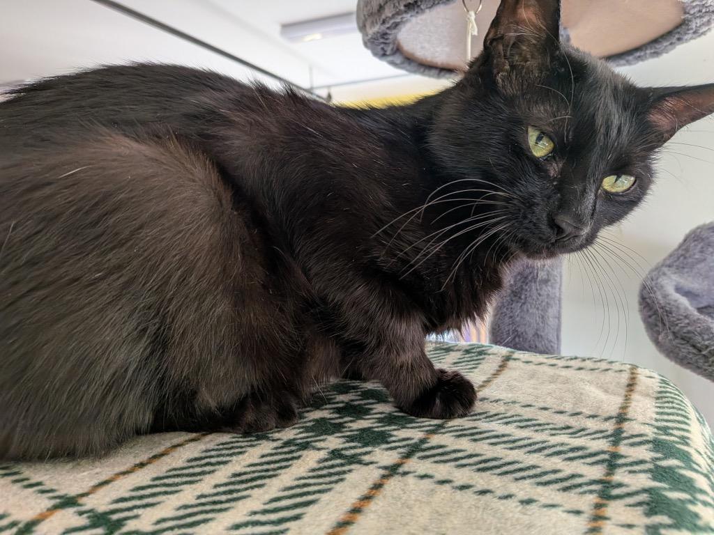 Tyson, a Adoptable Domestic Short Hair in Gorham, ME image 1/2