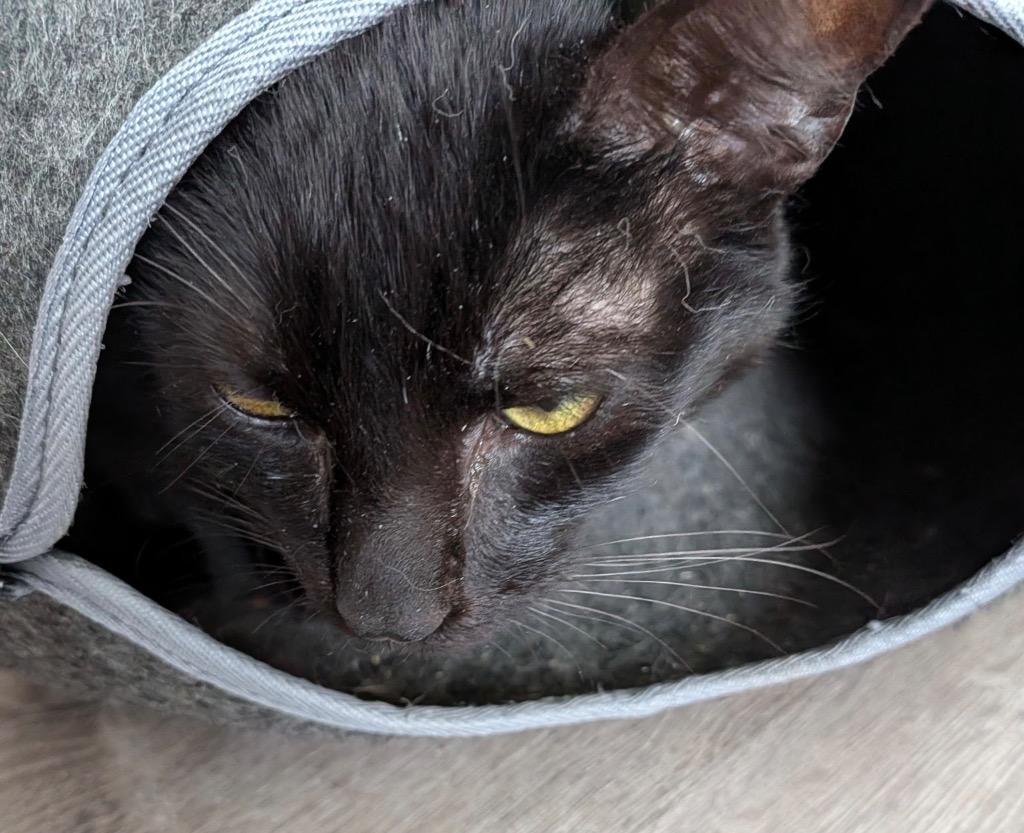 Enlarge Tyson, a Adoptable Domestic Short Hair in Gorham, ME image 1/1