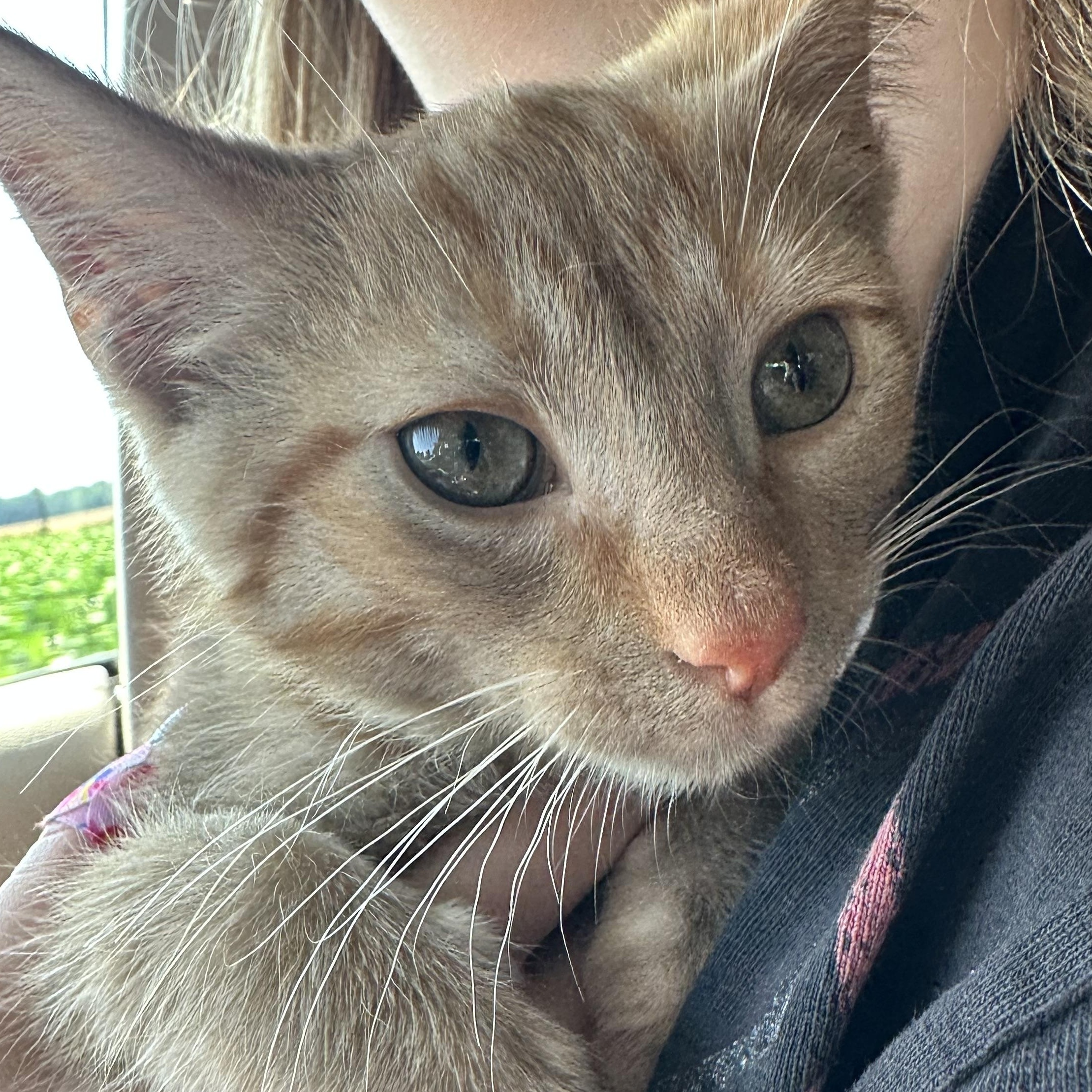 Enlarge Turnip 2026, a ADOPTABLE mixed breed in East Lansing, MI image 1/1