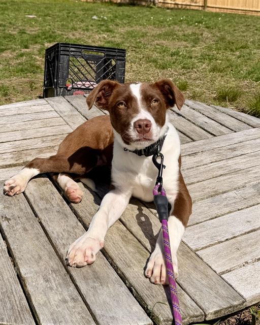 Enlarge MERLE, a Adoptable mixed breed in Brewster, MA image 1/1