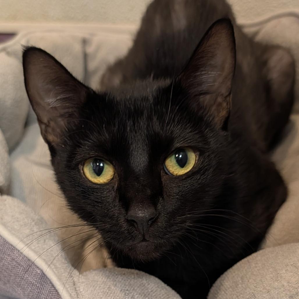 Meredith, Adoptable, Adult Female Domestic Short Hair.