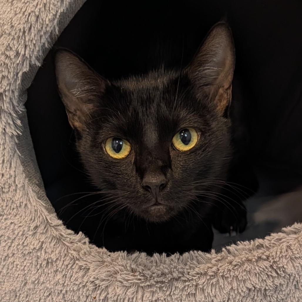 Enlarge Meredith, a Adoptable Domestic Short Hair in Long Beach, CA image 2/3