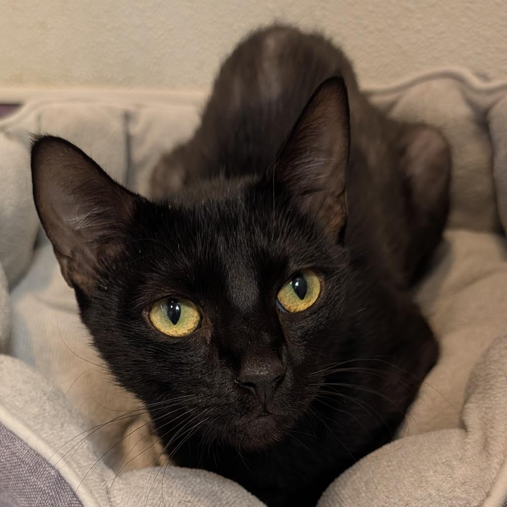 Enlarge Meredith, a Adoptable Domestic Short Hair in Long Beach, CA image 3/3