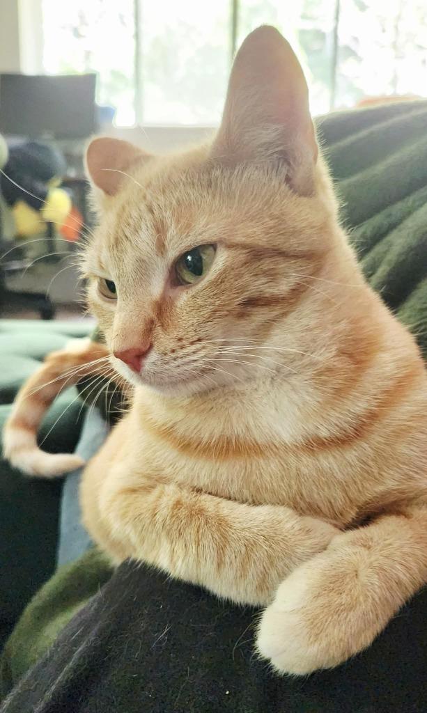 Genevieve, a Adoptable mixed breed in Miami, OK image 2/4