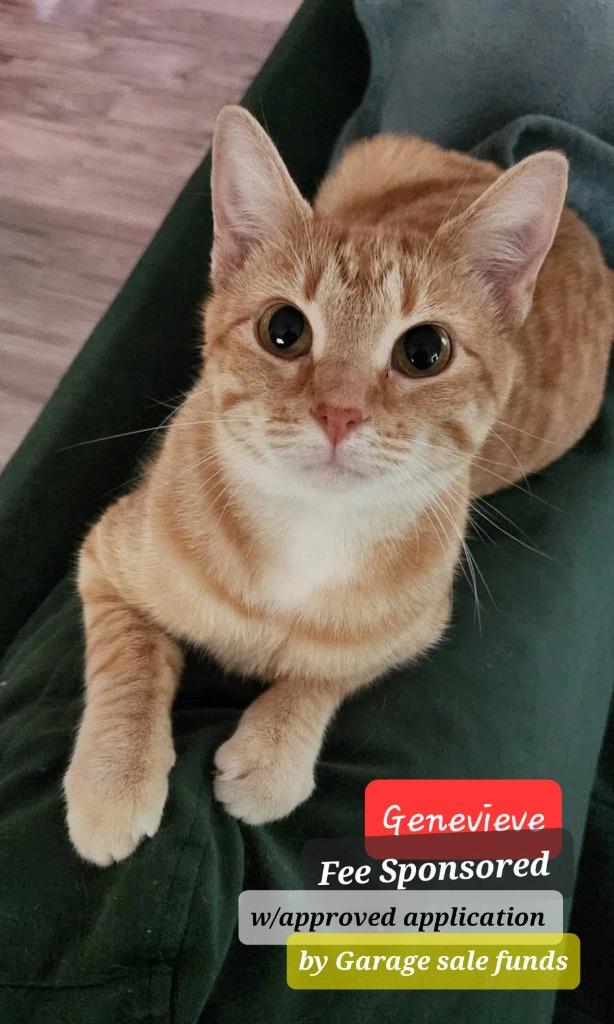 Genevieve, a Adoptable mixed breed in Miami, OK image 3/4