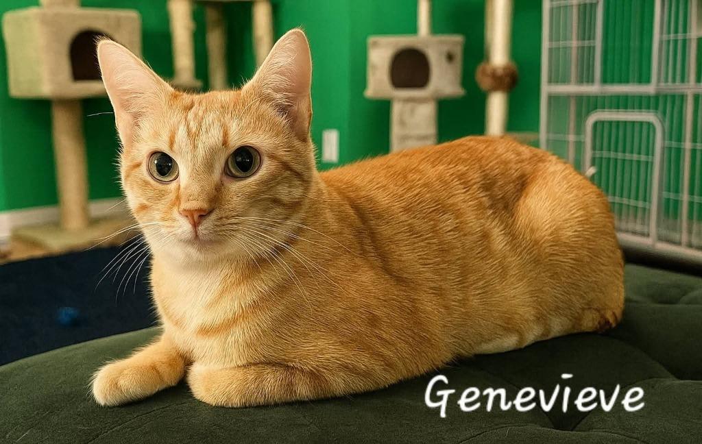 Genevieve, a Adoptable mixed breed in Miami, OK image 4/4