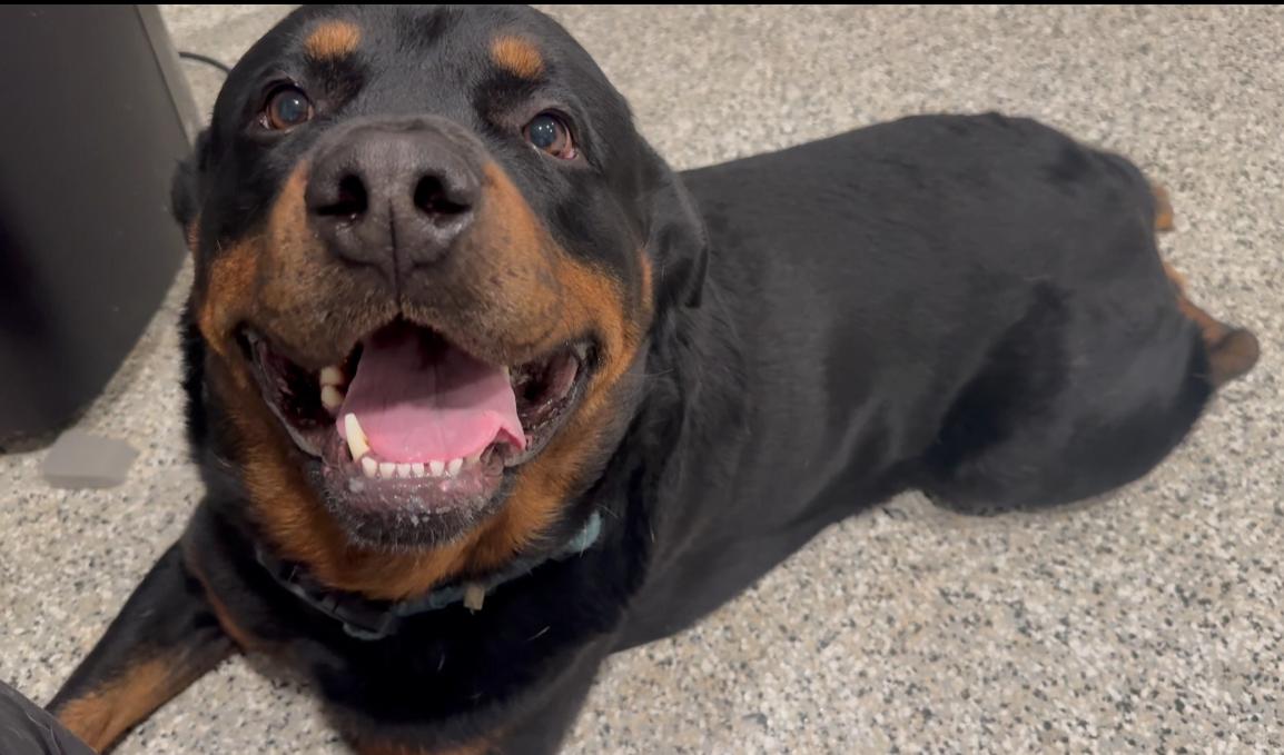 Roo, Adopted, Adult Male Rottweiler.