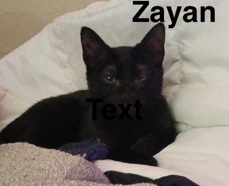 Zayan