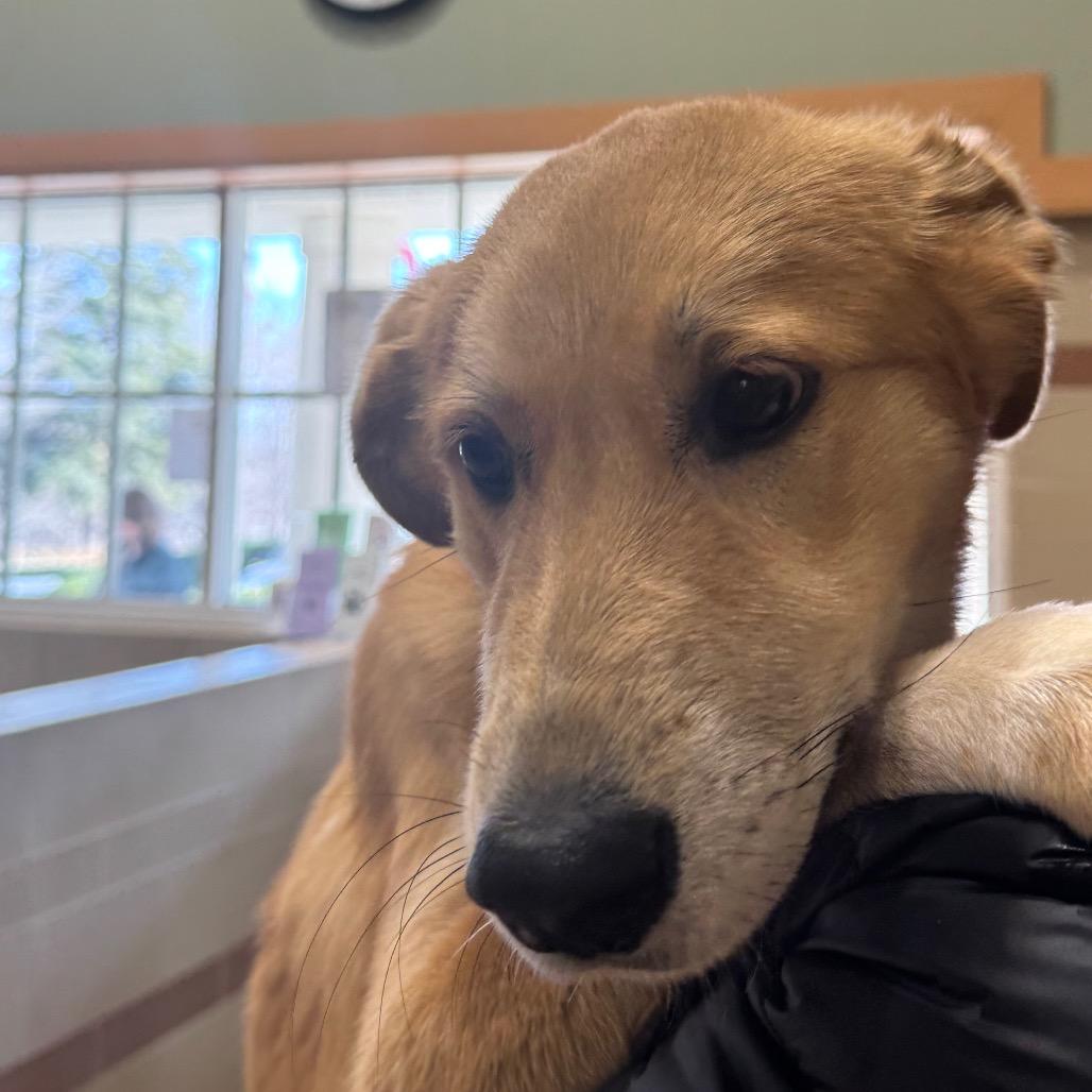 Whiskey, Adoptable, Young Female Mixed Breed.