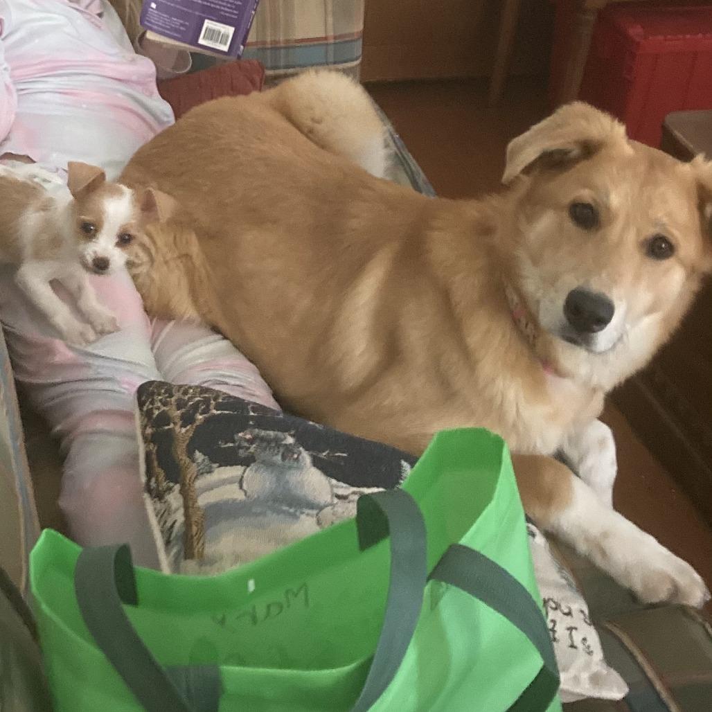 Enlarge Whiskey, a Adoptable Mixed Breed in Winston Salem, NC image 2/5