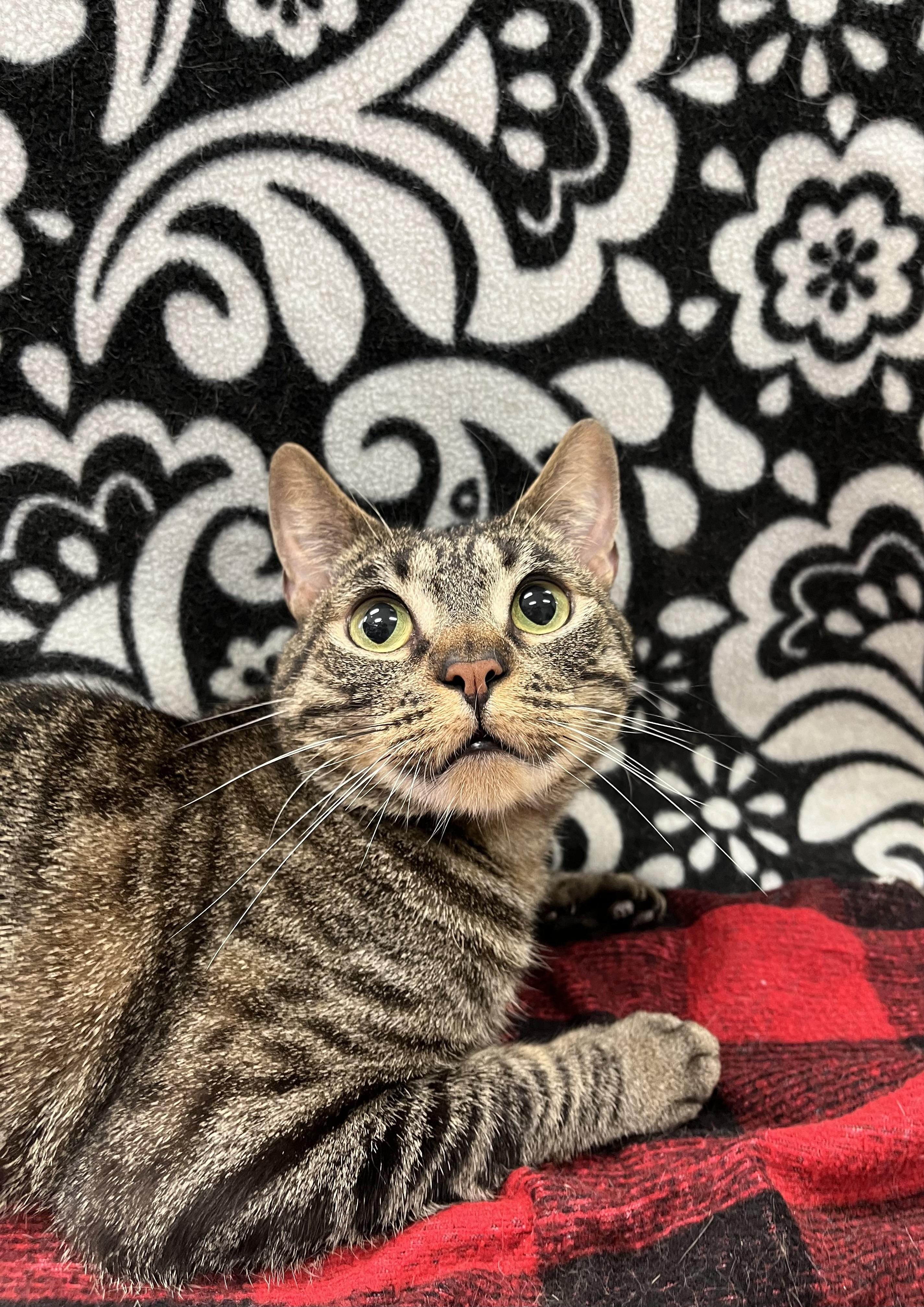 Norman