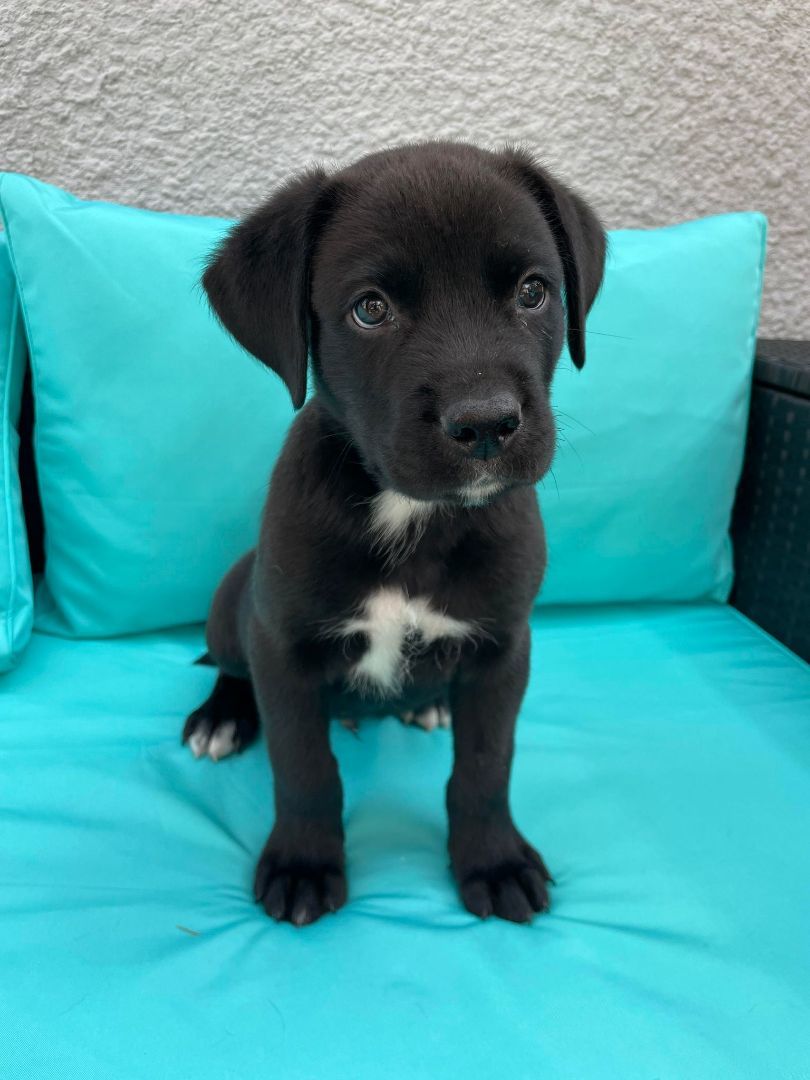 Yunnie, Adopted, Puppy Male Labrador Retriever & Boxer.