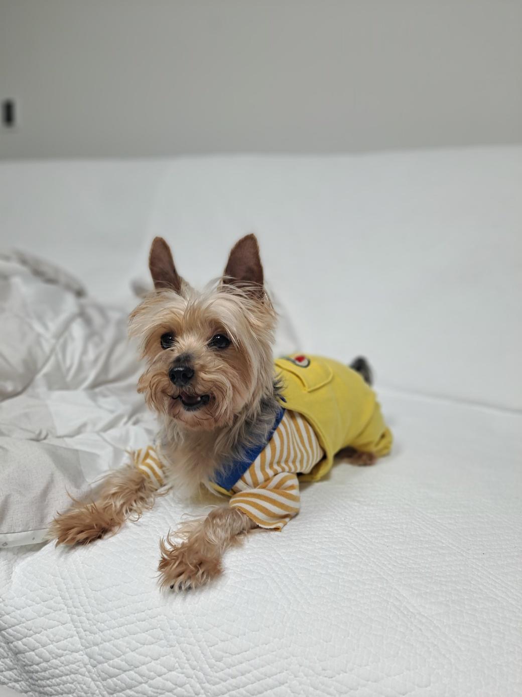 Enlarge Pookie, an adoptable Yorkshire Terrier in Duluth, GA image 2/6