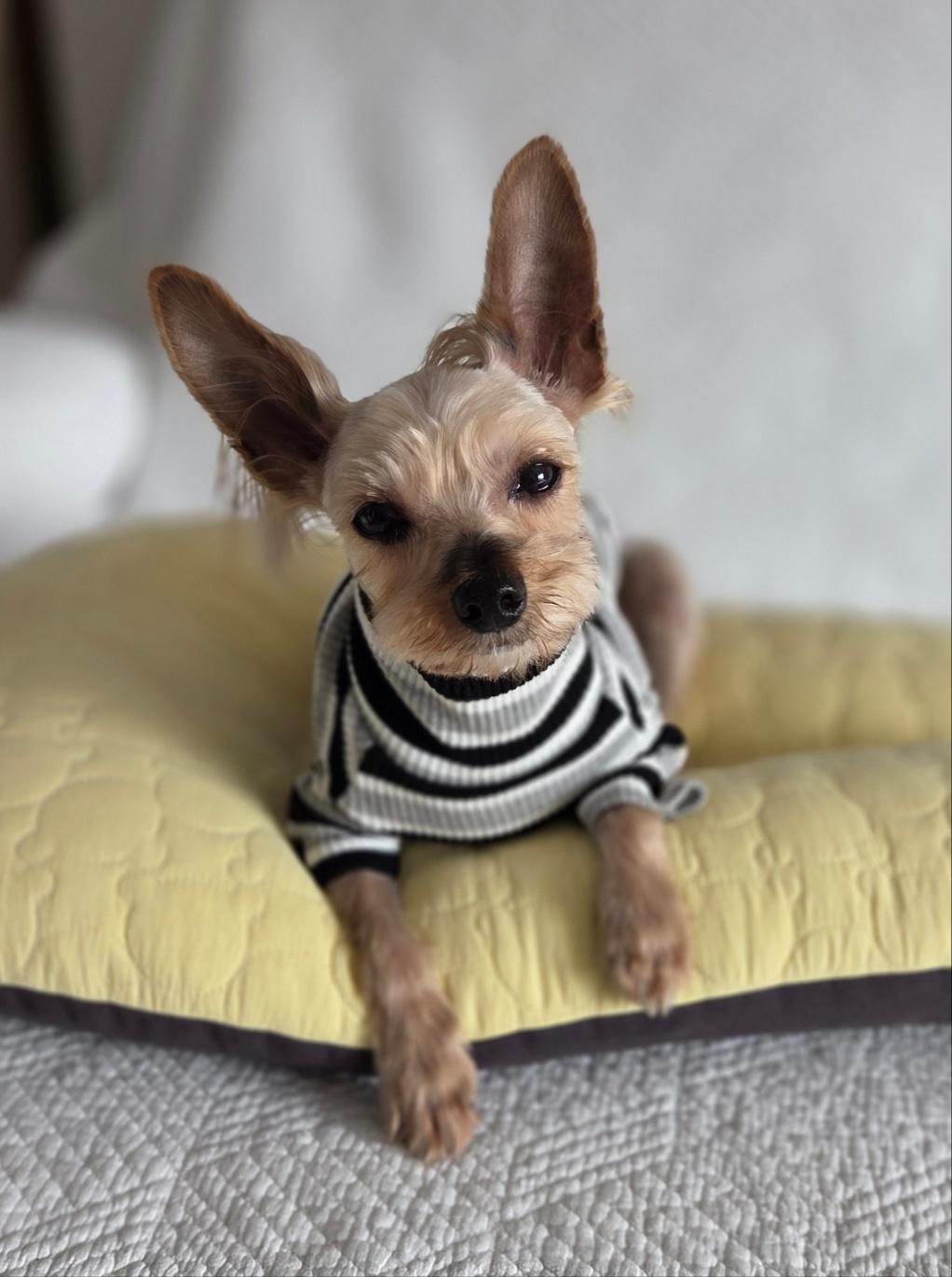 Enlarge Pookie, an adoptable Yorkshire Terrier in Duluth, GA image 1/6