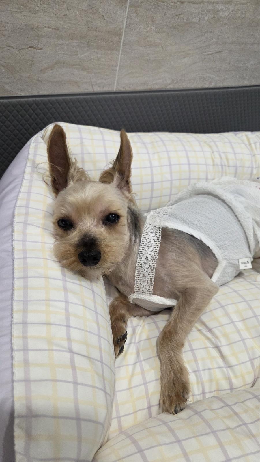 Enlarge Pookie, an adoptable Yorkshire Terrier in Duluth, GA image 3/6