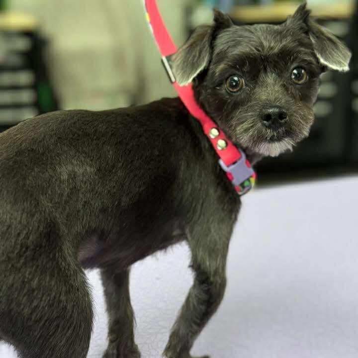 Tater Tot (Dallas), Adoptable, Adult Male Pomeranian & Chihuahua.