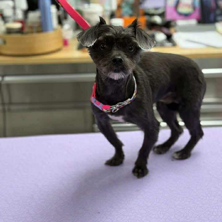 Tater Tot (Dallas), Adoptable, Adult Male Pomeranian & Chihuahua.