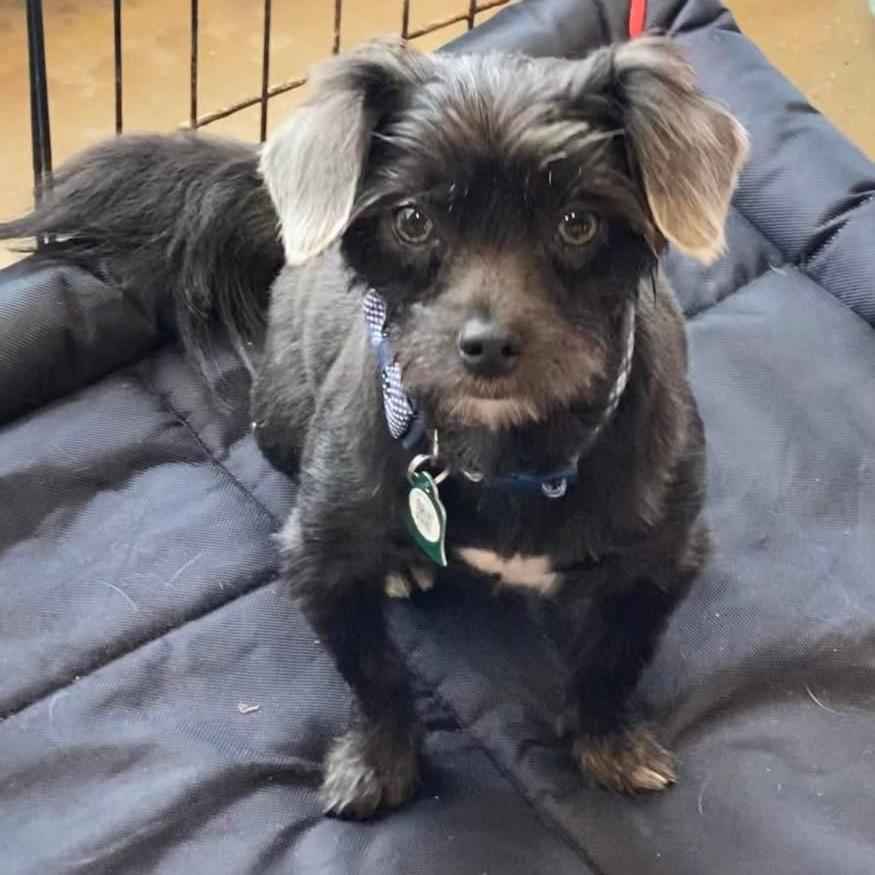 Tater Tot (Dallas), a Adoptable mixed breed in Houston, TX image 4/6