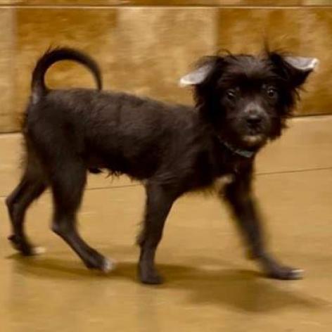 Enlarge Tater Tot (Dallas), a Adoptable mixed breed in Houston, TX image 6/6