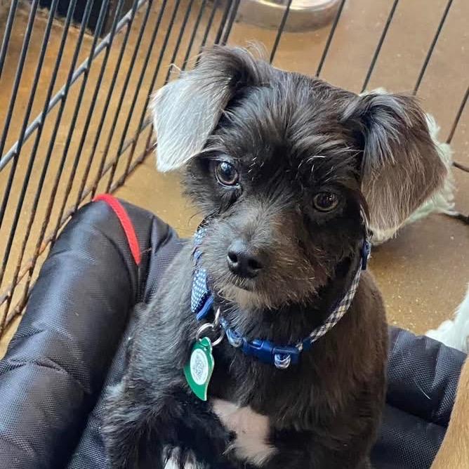 Tater Tot (Dallas), a Adoptable mixed breed in Houston, TX image 6/6