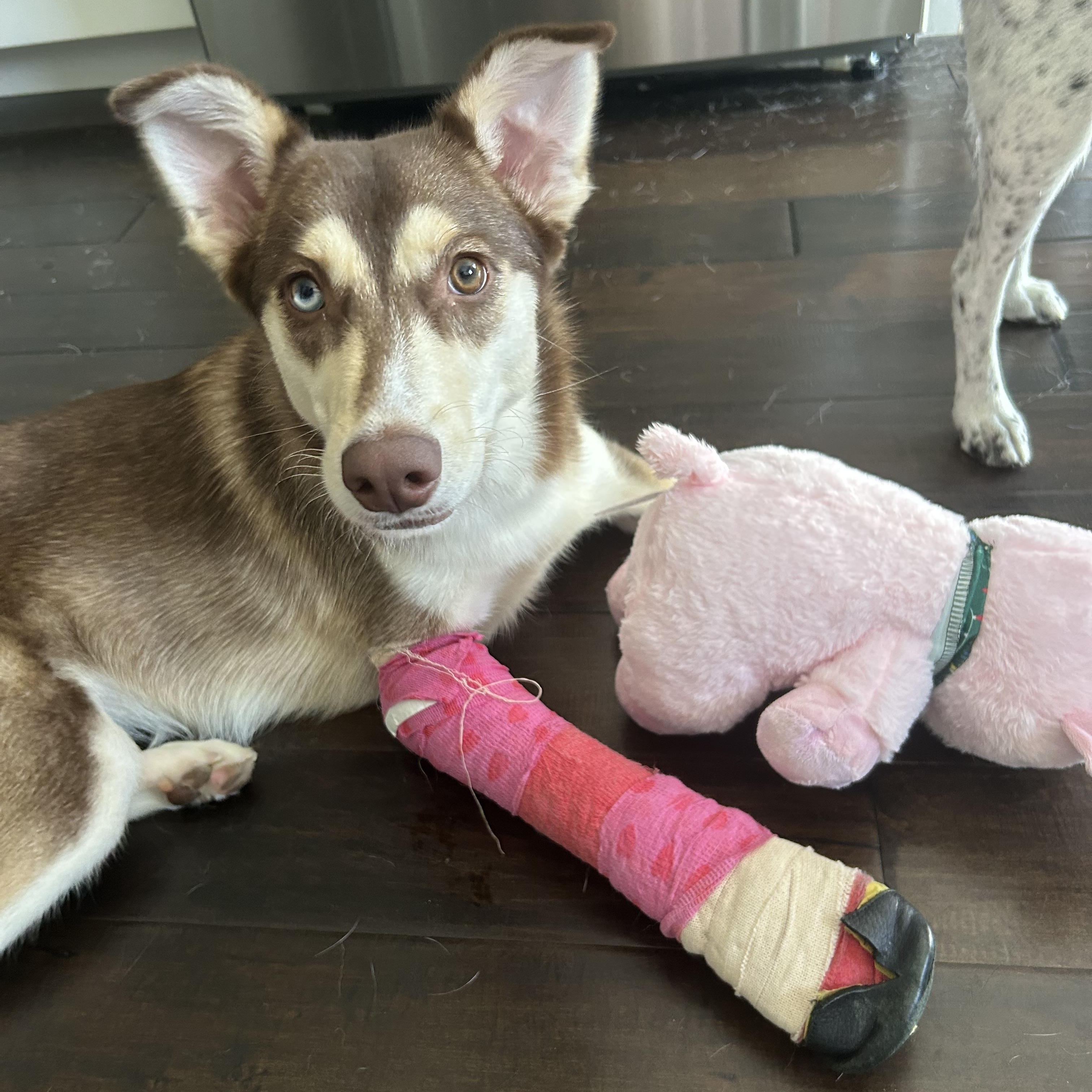 Nala, an adoptable mixed breed in Elmhurst, IL image 3/6