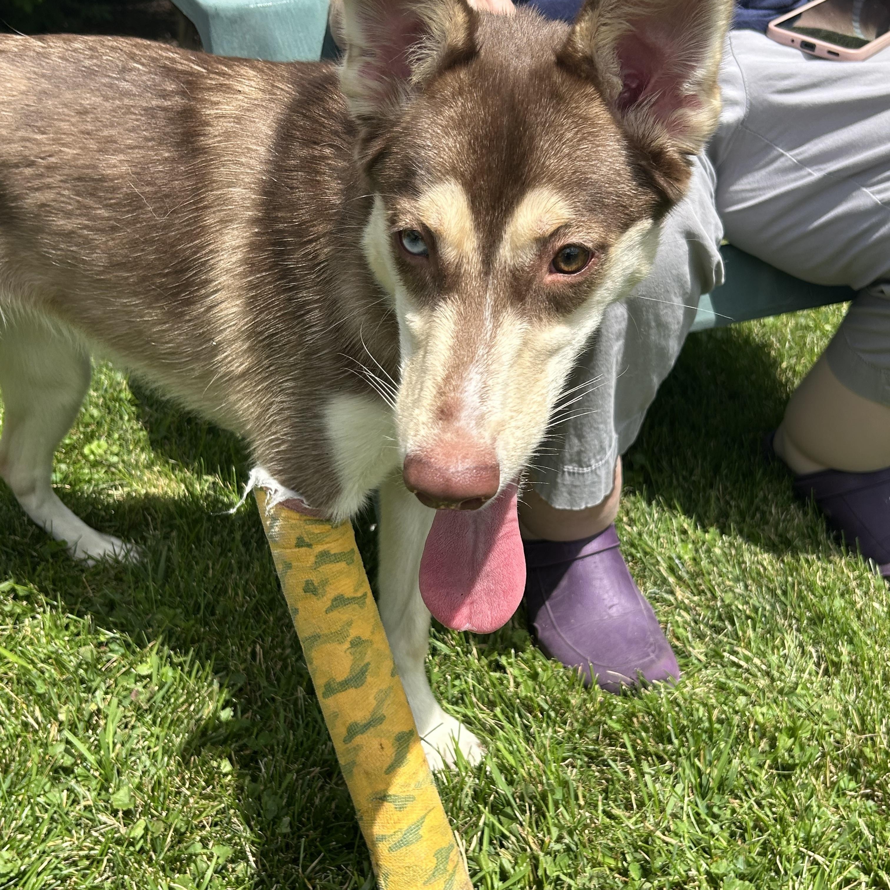 Nala, an adoptable mixed breed in Elmhurst, IL image 4/6