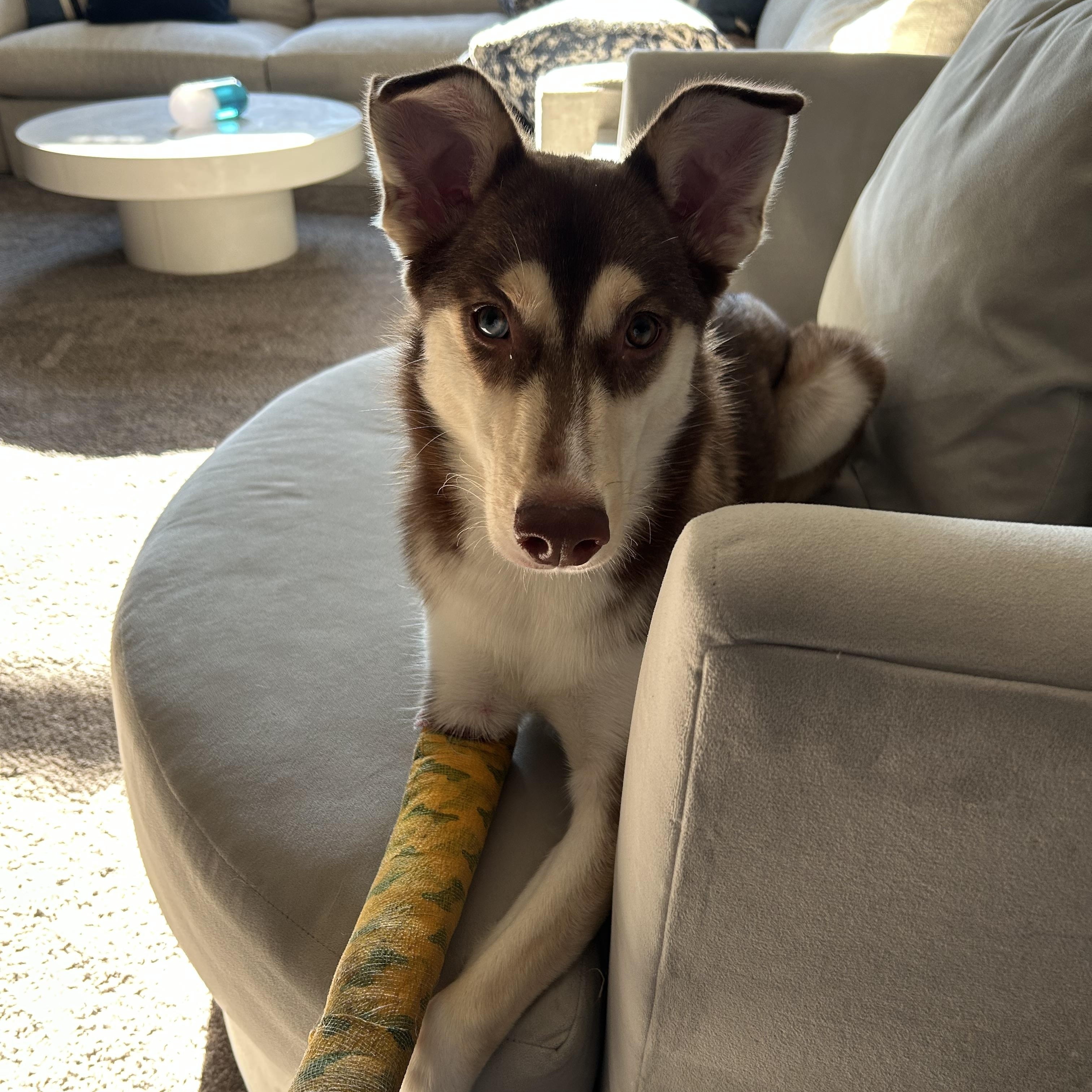 Nala, adoptable, Young Female Collie & Husky.