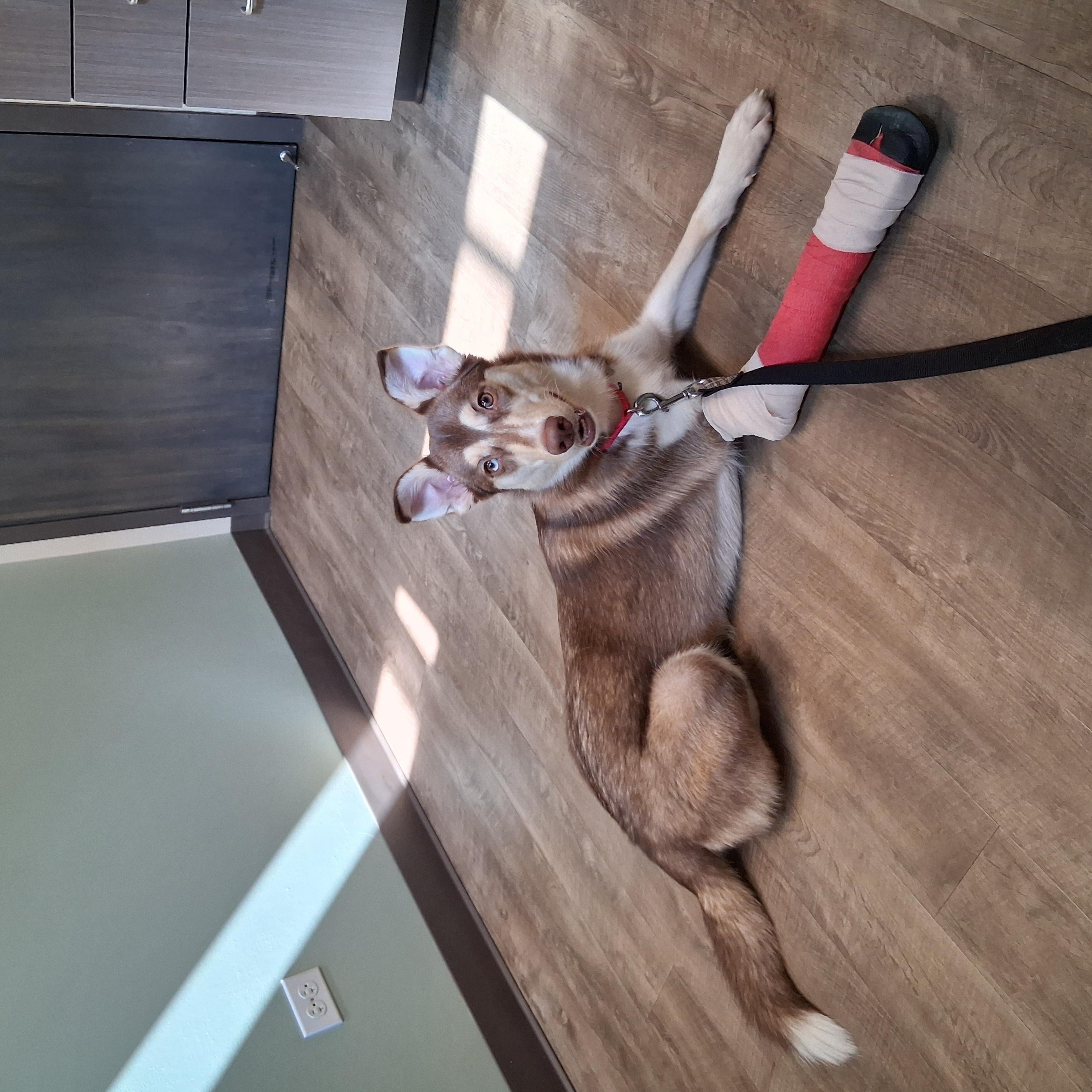 Nala, an adoptable mixed breed in Elmhurst, IL image 6/6