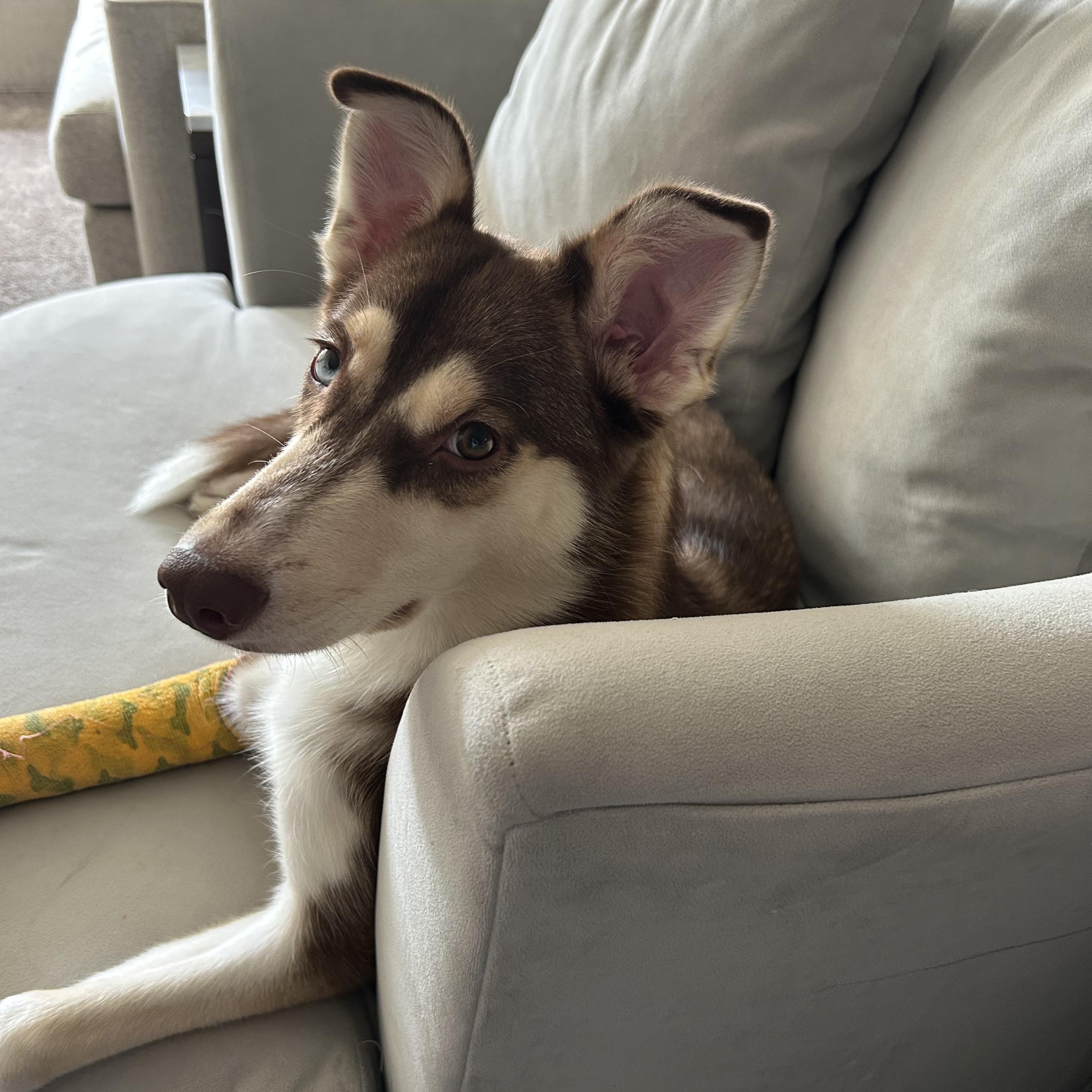 Nala, an adoptable mixed breed in Elmhurst, IL image 2/6