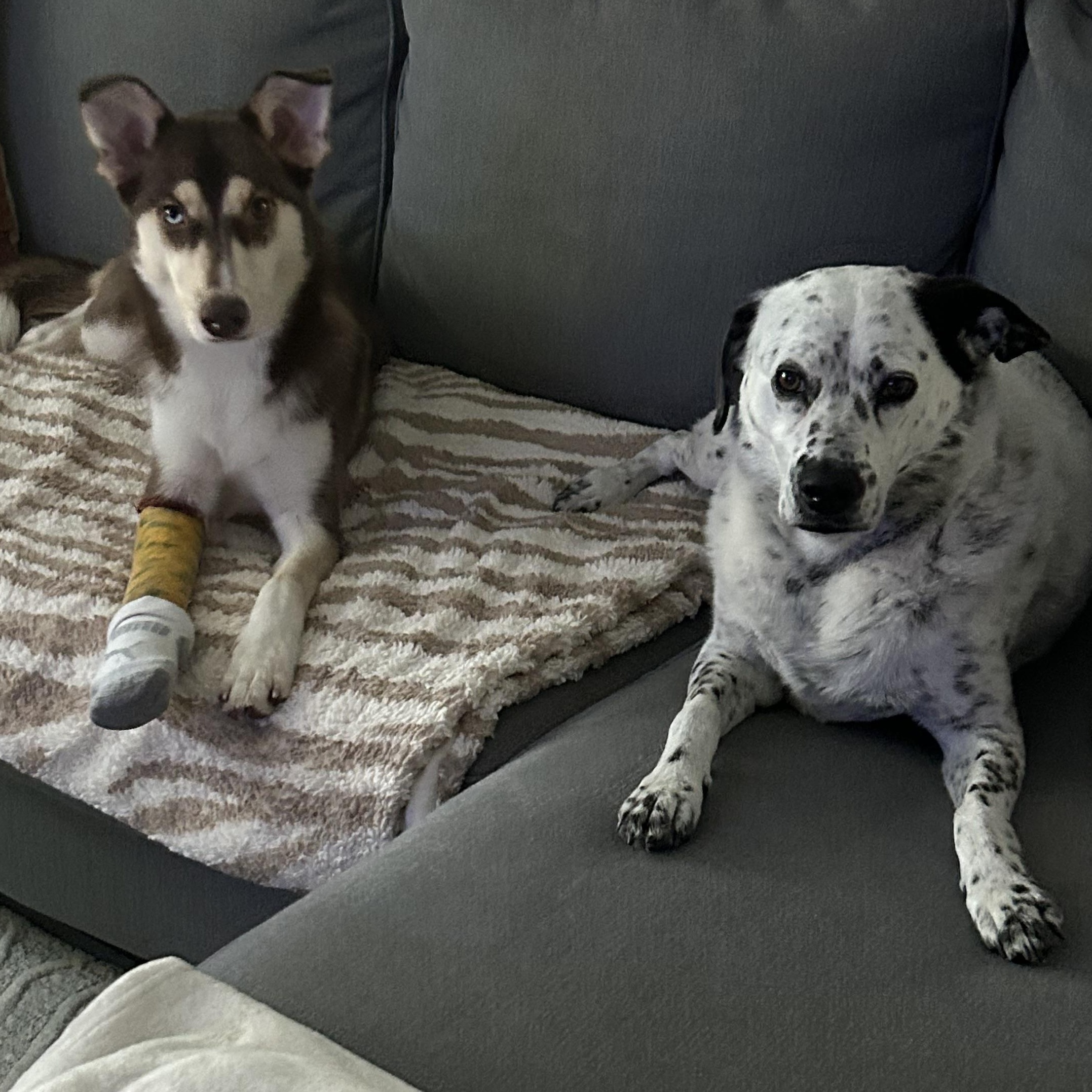 Nala, an adoptable mixed breed in Elmhurst, IL image 5/6