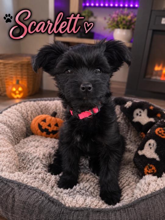 Scarlett, Adopted, Young Female Poodle & Mixed Breed.