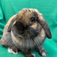 Elowen, a ADOPTABLE Holland Lop in Haltom City, TX image 5/5