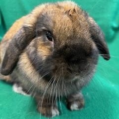 Elowen, a ADOPTABLE Holland Lop in Haltom City, TX image 1/5