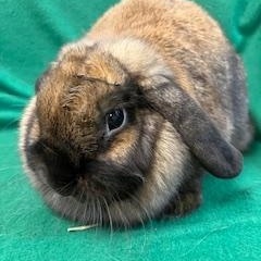 Elowen, a ADOPTABLE Holland Lop in Haltom City, TX image 2/5