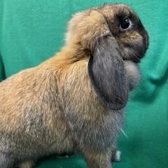 Elowen, a ADOPTABLE Holland Lop in Haltom City, TX image 4/5