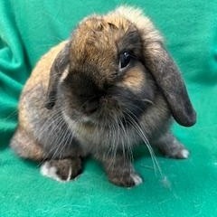 Elowen, a ADOPTABLE Holland Lop in Haltom City, TX image 3/5