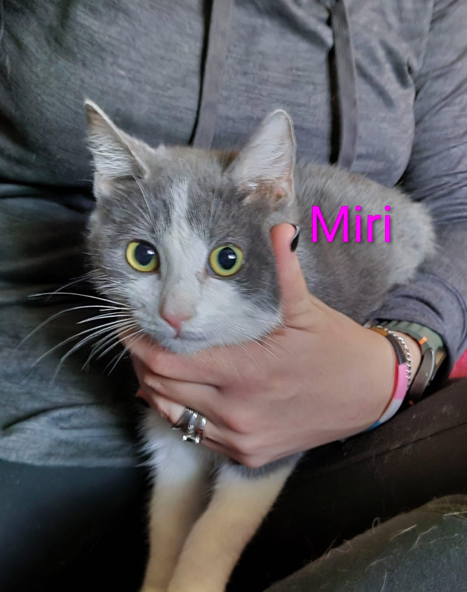Enlarge Miri, a ADOPTABLE Domestic Short Hair in Manhattan, KS image 1/1