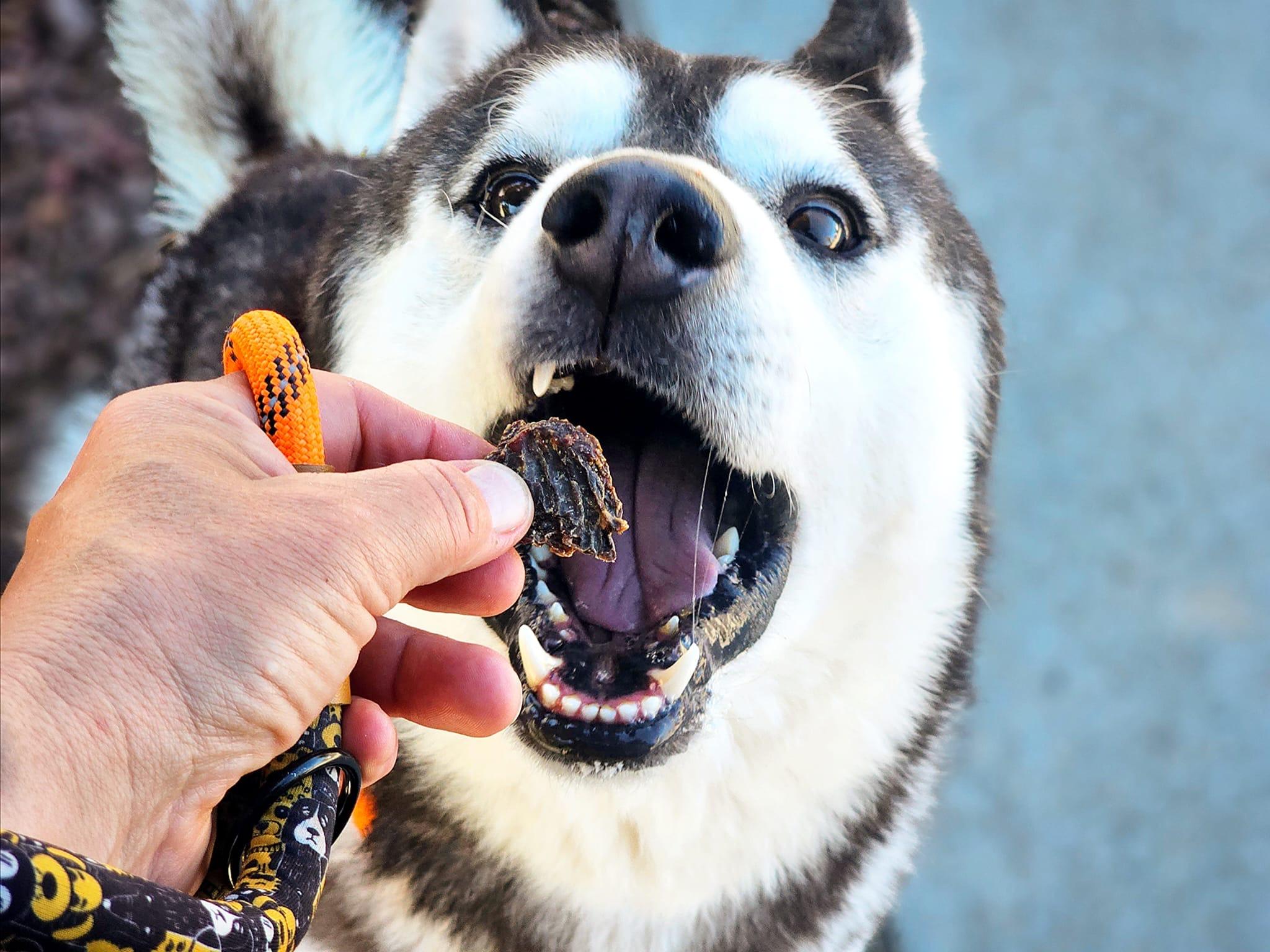 South, a Adoptable mixed breed in San Jose, CA image 6/6