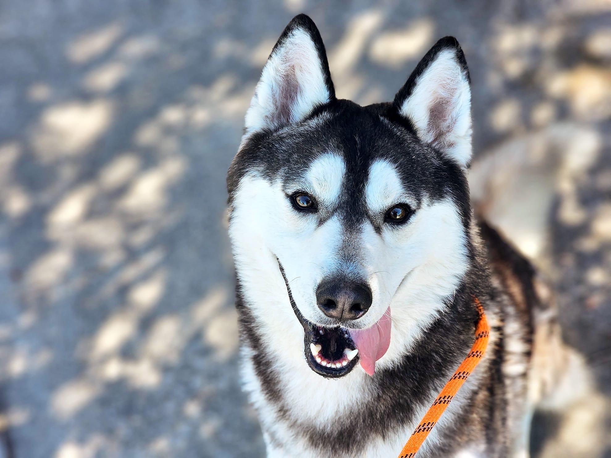 South, Adoptable, Adult Male Siberian Husky & Alaskan Malamute.