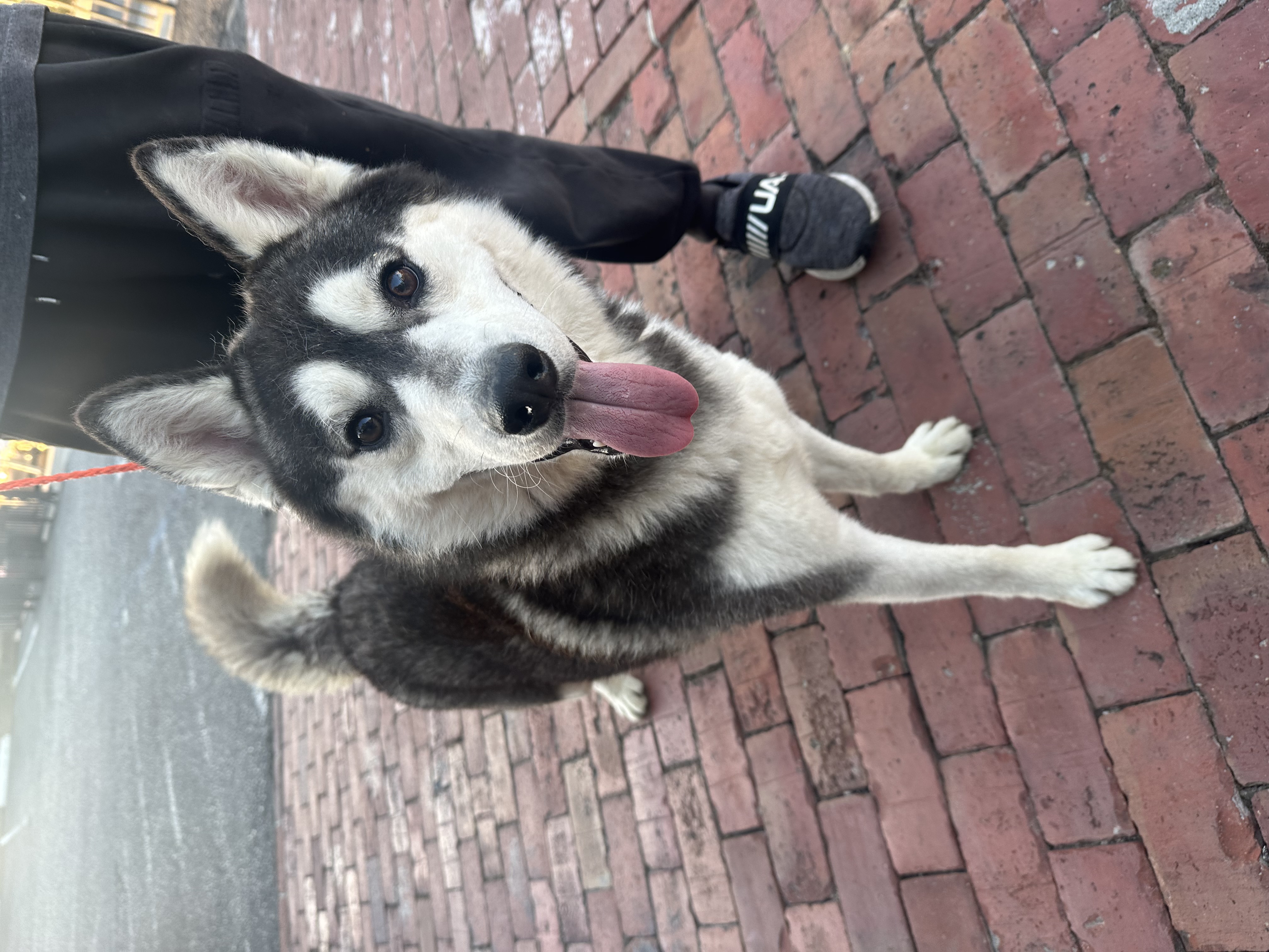 South, a Adoptable mixed breed in San Jose, CA image 5/6