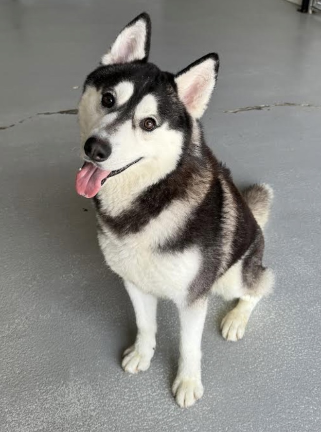 South, a Adoptable mixed breed in San Jose, CA image 2/6