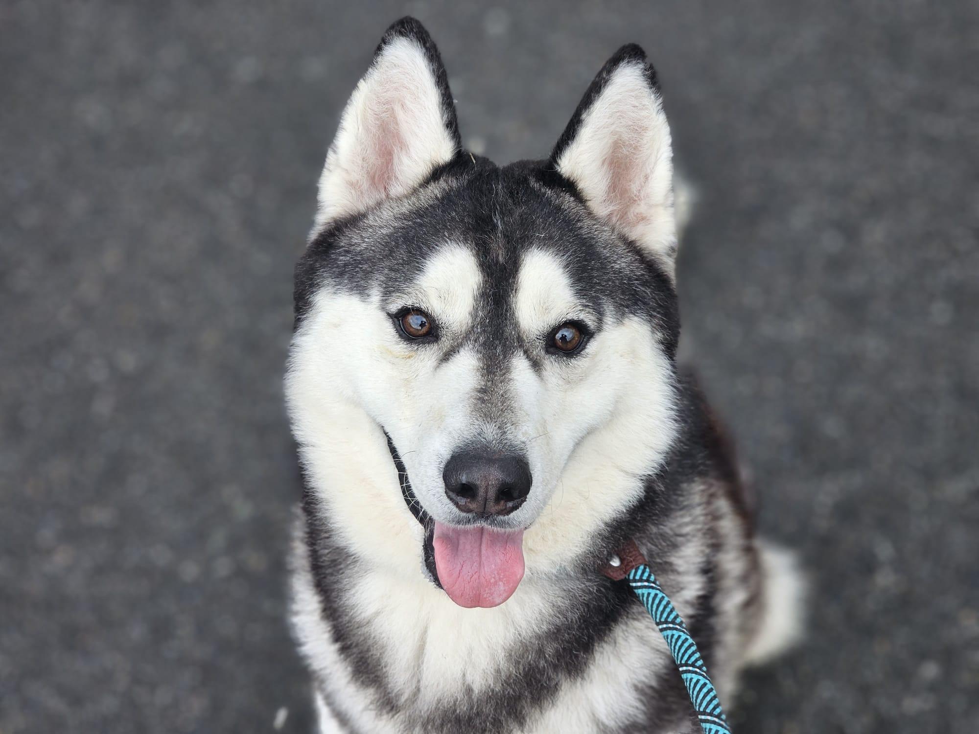 South, a Adoptable mixed breed in San Jose, CA image 3/6