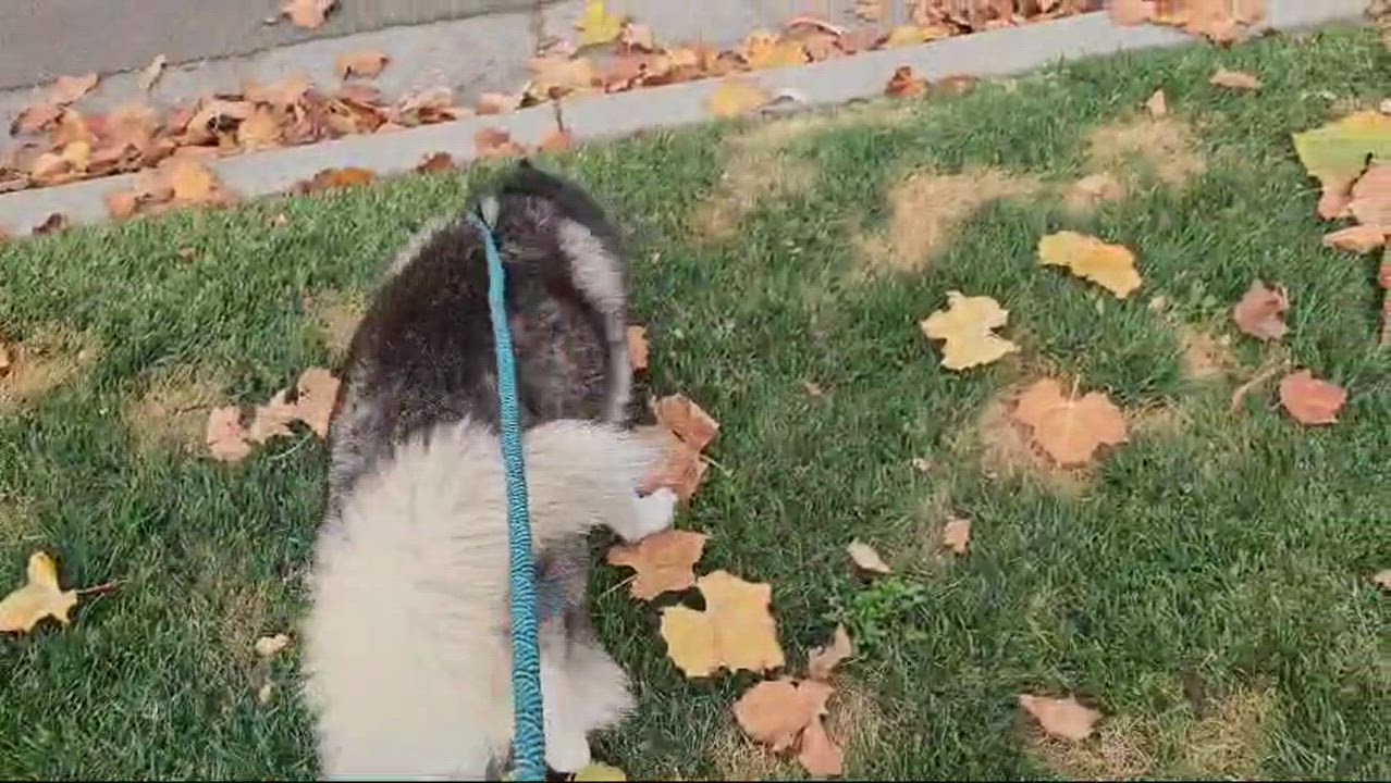 Enlarge South, a Adoptable mixed breed in San Jose, CA video 4/6