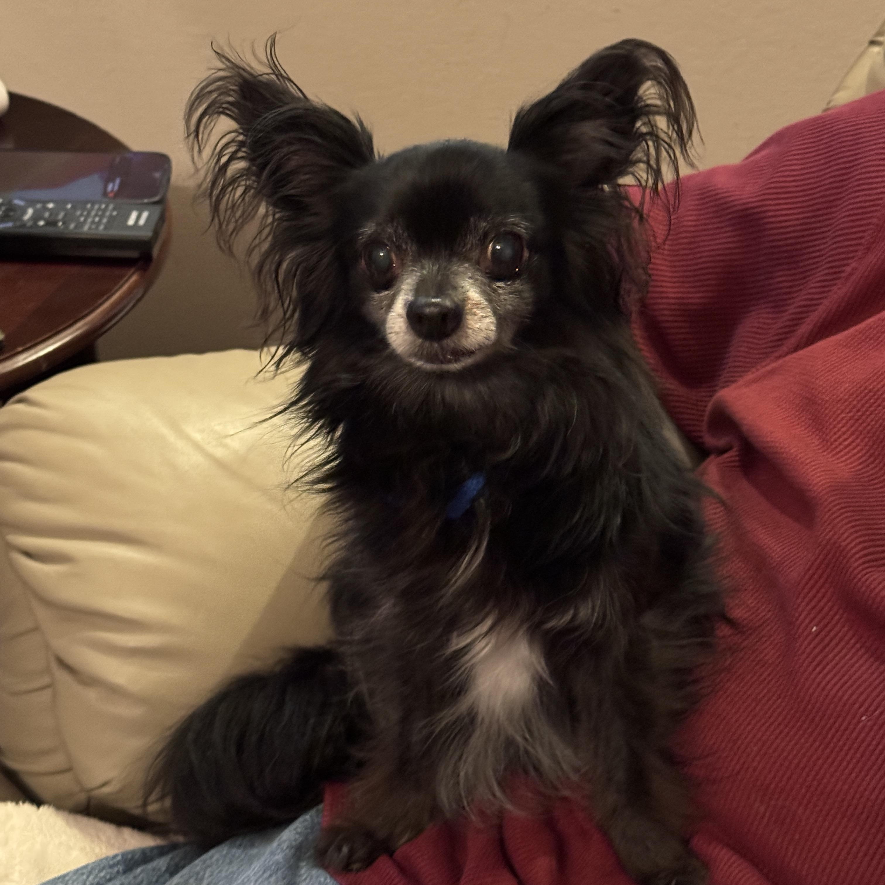 Bob - Long Coat - Senior, a Adopted mixed breed in Plano, TX image 1/2