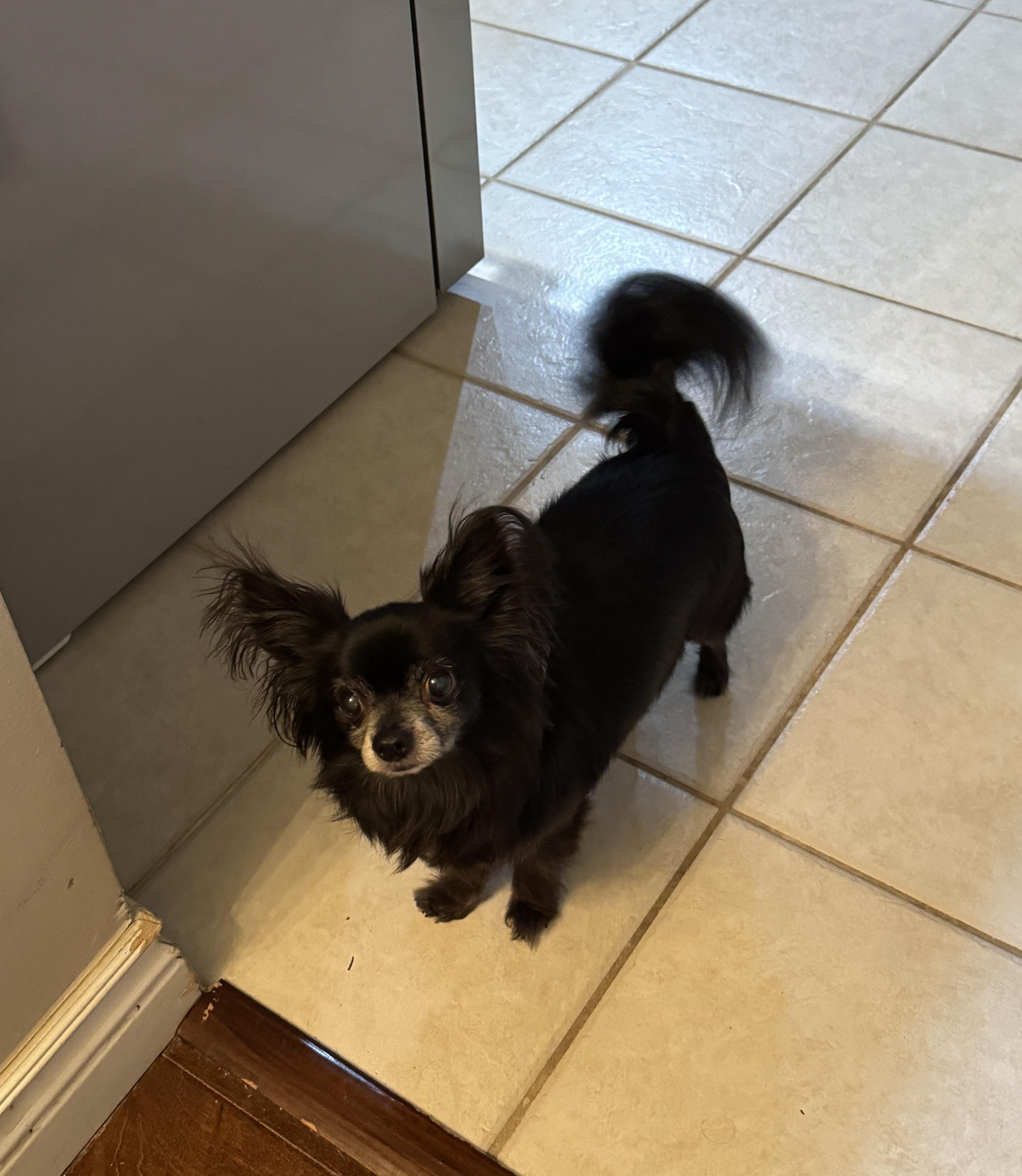 Bob - Long Coat - Senior, a Adopted mixed breed in Plano, TX image 2/2