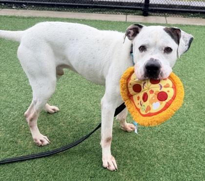 Wally, a Adoptable mixed breed in Kansas City, MO image 1/3