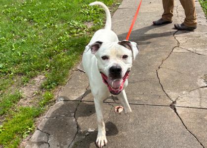 Wally, a Adoptable mixed breed in Kansas City, MO image 1/3